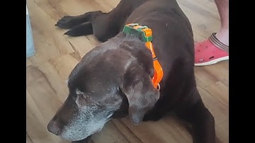 4G-GPS-Trainingshalsband für Jagdhunde IK122T mit elektronischem Schock