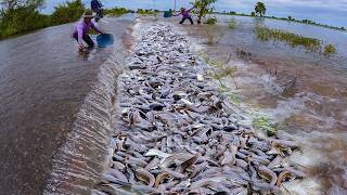 Catfish River on the Road! Massive Fish Flood After Heavy Rain 😱🐟