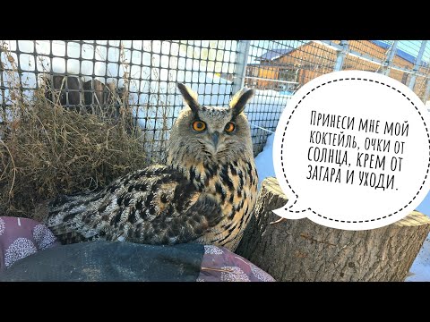 Зачем сова филин Ёль кувыркала свою подушку? Неясыть Кофи не любит гостей, но любит мышей