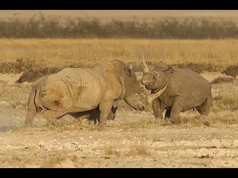 Βίντεο: Για μαζική εξαφάνιση;