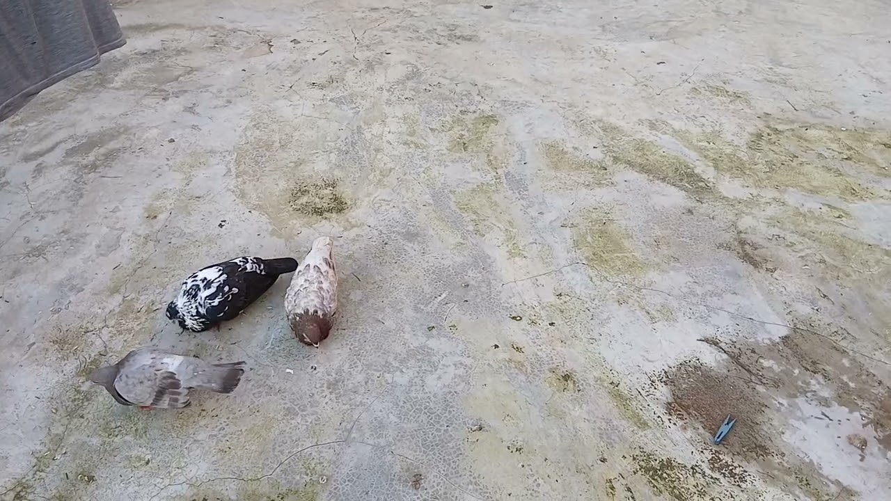 توليعة مسائية عند الحمام زينة الفاسي 🕊 إنشاء الله 