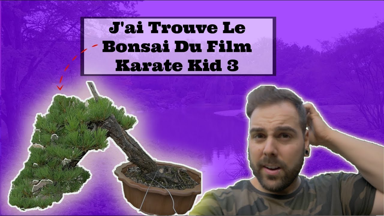 J'ai Trouve Le Bonsai Du Film Karate Kid 3 YouTube