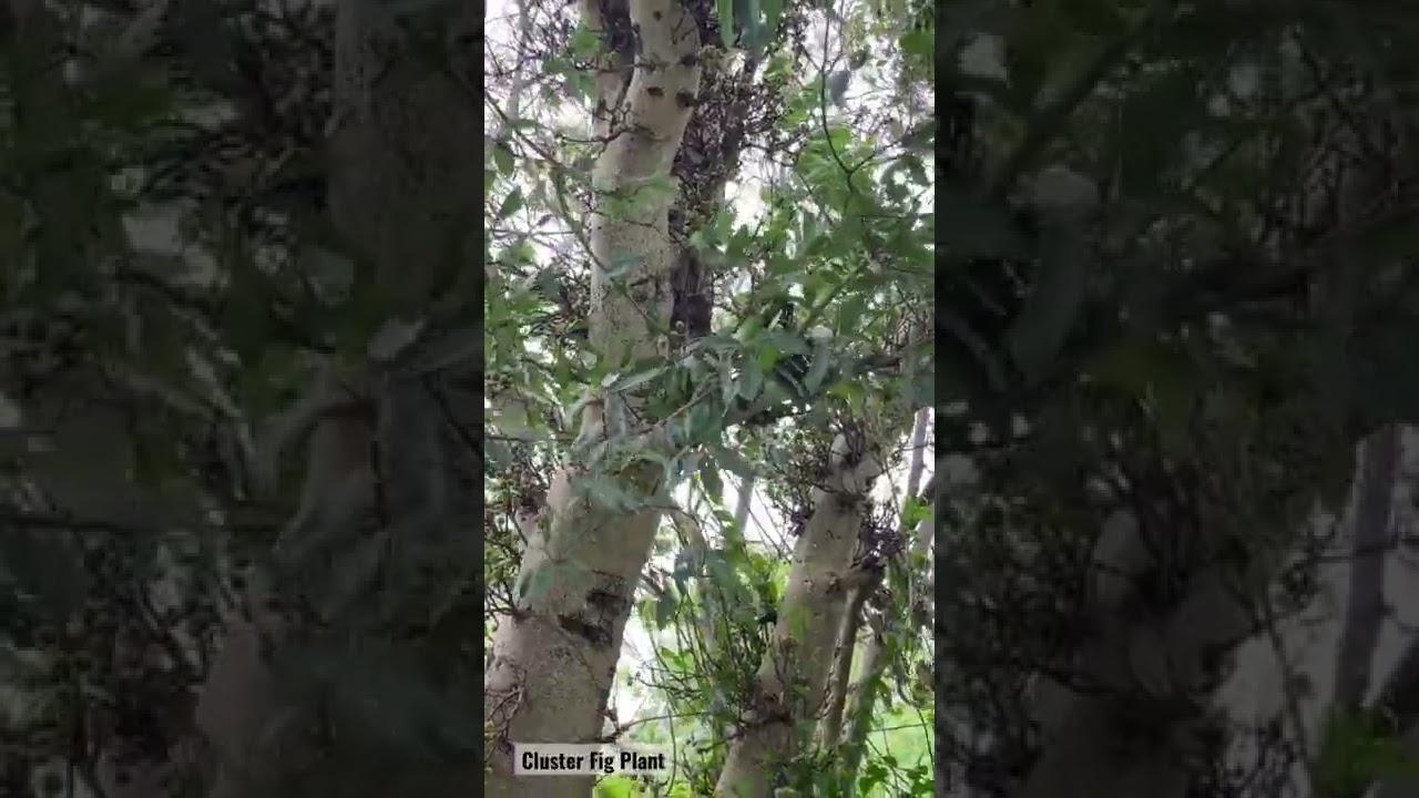 Cluster Fig Plants 