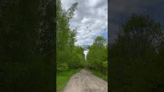 Утро в лесу🌲соловей сегодня в тренде,как никогда!!!💯🇷🇺🌲🕊️🐦‍⬛