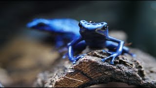 Poison Dart Frogs in 4K  Dendrobates Tinctorius Azureus