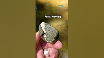 Fossil hunting #youtubeshorts #fossil #fossildiscovery #fossils #shorts #fyp #short #fy #yp #nature