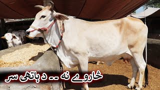 Aam Olas: Ep # (1438) | څاروے نه ۔۔ د ہاتهی سر