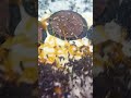 كلاص فاني بالكراميل والبسكوي