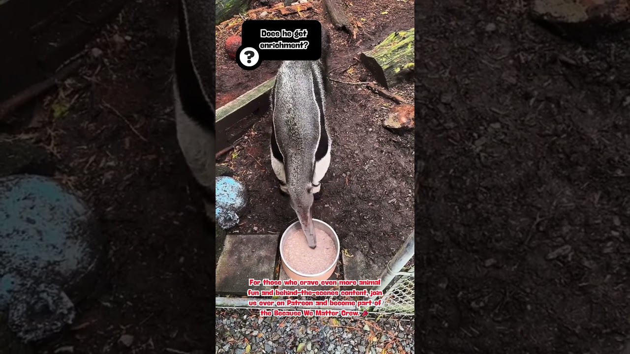 Cool Mornings with Salvador the Giant Anteater