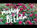 Moving the bee balm Bergamot on How to Grow a Garden with Scarlett