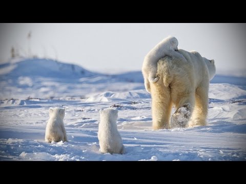 Funny POLAR BEARS ★ Funny & CUTE Polar Bears [Funny Pets]