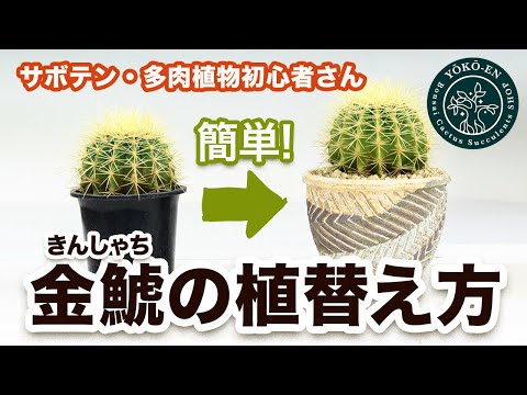 サボテン 金鯱の植え替え 育て方 Youtube