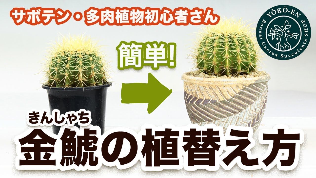 サボテン 金鯱の植え替え 育て方 Youtube