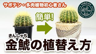 Cactus] How to repot and grow a Kinshachi - YouTube