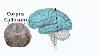 Brain Architecture - The Brain