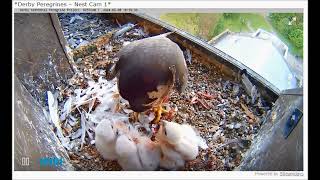 Derby Peregrines Long messy feed at 18.21 8th May 2024