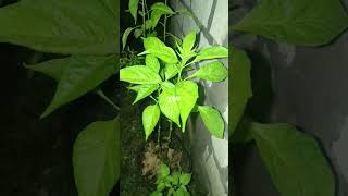 Gabut Lihat Cabe Galon Aja.. #cabegalon #cabe #tanaman #kebuncabe #kebun #viralshorts