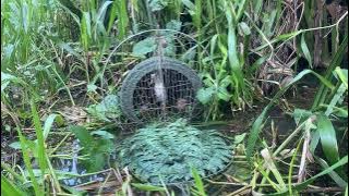 / bẩy chim quốc mồi tự chơi. Chim kêu như cái mái . 2 đuôi cánh sè ra :con bổi sở không đá :