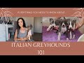 ITALIAN GREYHOUNDS 101 | Sarah Evans の動画、YouTube動画。