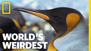 Penguin Parent Powers | World's Weirdest