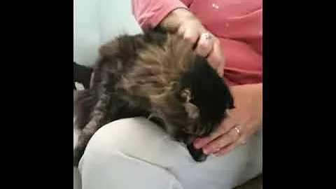 Watch the video about Caesar, the Maine coon/Scottish fold mix