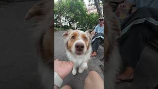 "His favorite actor is Russell Brand" 👀 #australianshepherd
