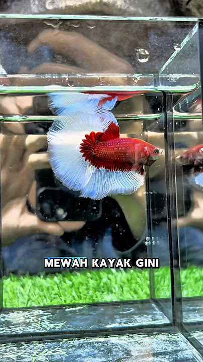 Ikan cupang ada ratusan jenis, dan setiap bulanya selalu ada jenis baru! #fishkinian #ikancupang
