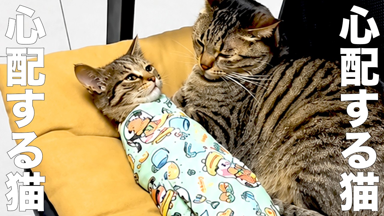 キャサリンコテージ 猫 コメント返信不可値下げ交渉はブロックします。ごめんなさい Anxious cat [Voiceover] - YouTube