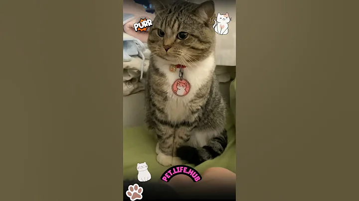 Watch the video about Purr #cat #cats #fun #fyp #funny #funnyshorts #viral #trending #reels #shorts #kitty