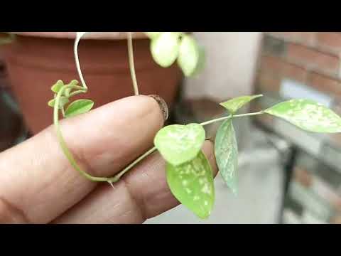 aap ko pyar karna wala. 12 plants