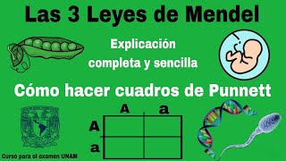 Las 3 LEYES de MENDEL | Explicación COMPLETA y SENCILLA | Cuadros de PUNNETT (Ejemplos)