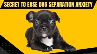 Secret Tips To Ease Dog Separation Anxiety Naturally