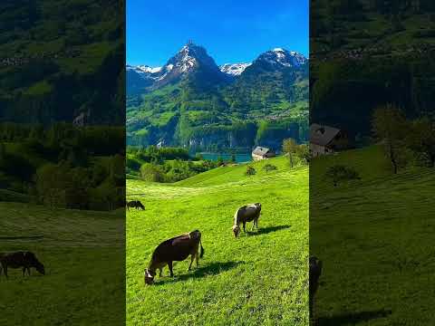   استرخاء تأمل راحة نفسية موسيقى متعه