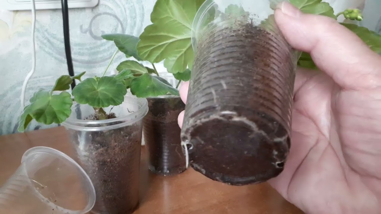 Черенки пеларгонии.Корни прут от этой подкормки.