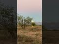 Arizona southwest moonrise desert homestead off grid Artettina @theimpromptulife