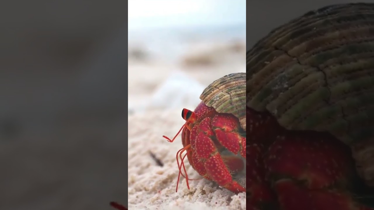 A strawberry  hermit crab