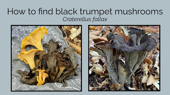 How to find black trumpet mushrooms, Craterellus f...