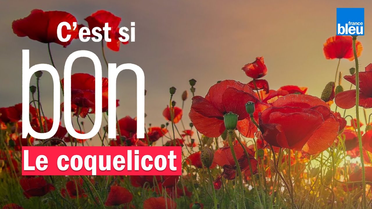 Les Saveurs Du Coquelicot En Cuisine C est Si Bon YouTube les-saveurs-du-coquelicot-en-cuisine-c-est-si-bon-youtube