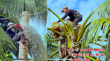 A Sang đệ tử vua Khỉ Miền leo cưa Cây Dừa lấy cổ hủ Dừa trên Cây tại Hoà Khánh