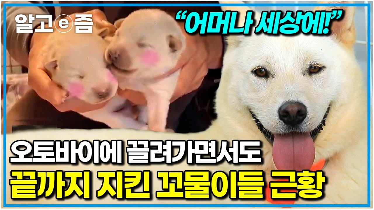 목숨 걸고 지켰던 여섯 마리의 소중한 생명들! 한티와 새끼들의 근황 대공개! 보고도 믿기지 않는 놀라운 광경｜세상에 나쁜 개는 없다｜알고e즘