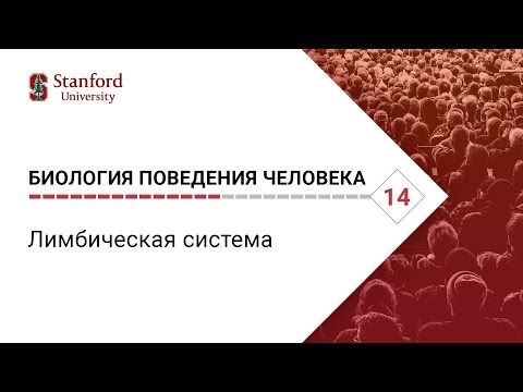 Биология поведения человека: Лекция #14. Лимбическая система [Роберт Сапольски, 2010. Стэнфорд]