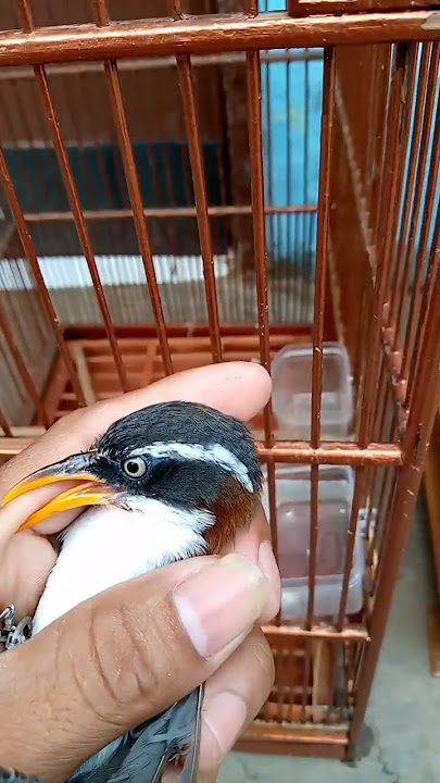 perbedaan burung cucak kopi jantan dan betina #cucakkopi