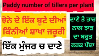 ਝੋਨੇ ਦੇ ਚੰਗੇ ਝਾੜ ਲਈ ਸ਼ਾਖਾਵਾਂ, ਮੁੰਜਰਾਂ ਦੀ ਗਿਣਤੀ ਅਤੇ ਦਾਣੇ ਦੇ ਭਾਰ ਦਾ ਮਹੱਤਵ Paddy yield parameters