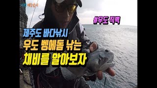 제주도 낚시 - 동쪽의 섬 우도 직벽 포인트, 고기가 입을 벌리지 않는 영등철이 다가오는 제주도, 제로낚시 쥔장의 고군분투 벵에돔 낚시