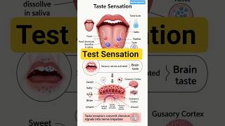 Taste Sensation  👅 | How Tongue Detects Taste#shortvideo #shorts