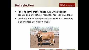 Breeder management to optimise reproductive performance and profit