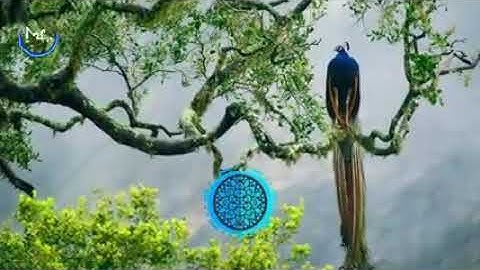 أواخر سورة الفرقان بصوت القارئ عبدالرحمن الحميداني