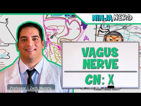 Neurology | Vagus Nerve: Cranial Nerve X