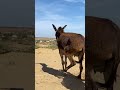 Nature’s Best Friends: Forest Donkey Edition #success #animals #foryou
