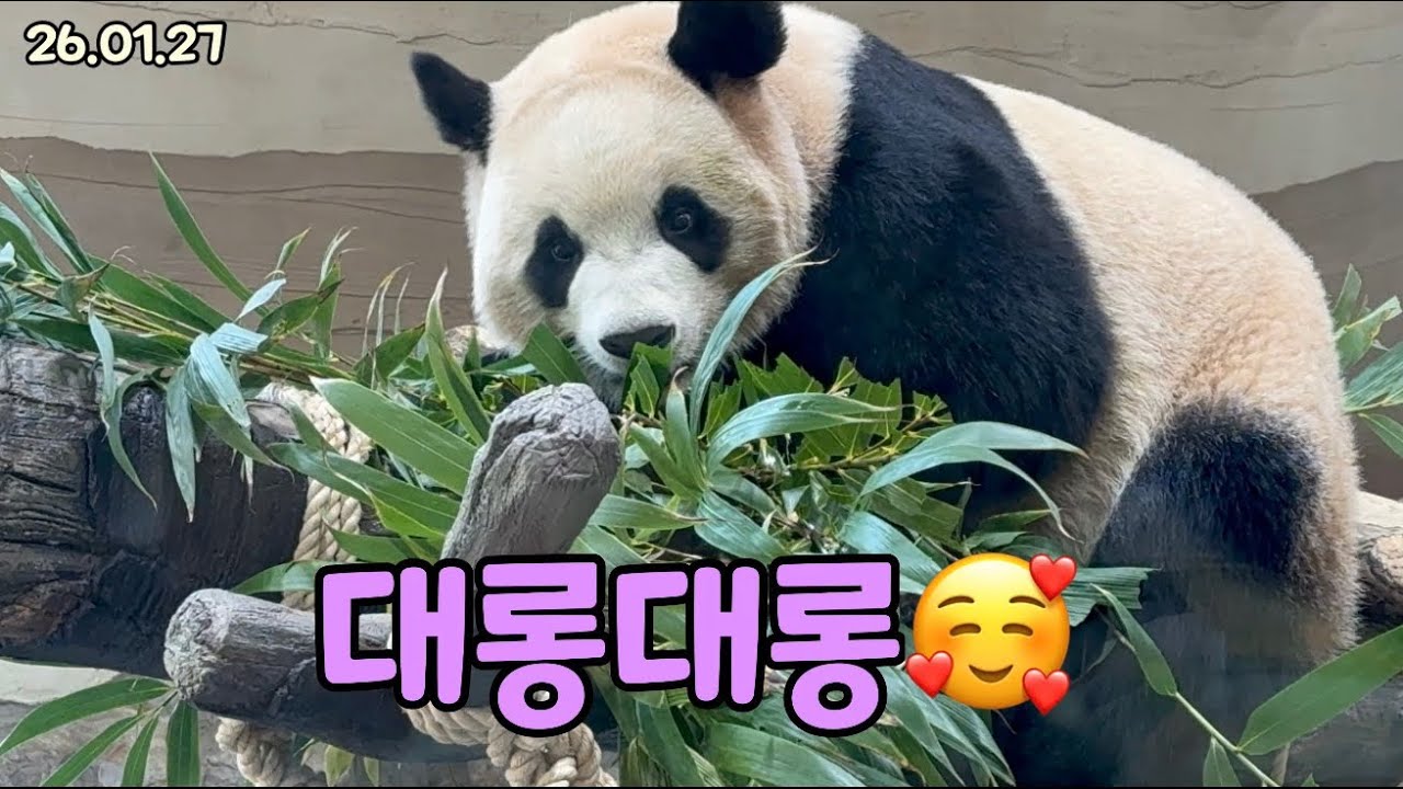 26.01.27 나무 위에서 다리가 대롱대롱😍너무 귀여워!!🤗🐼 - YouTube